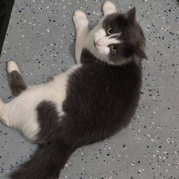 Rescue Domestic Medium Hair Cats for Adoption in Charlotte, North Carolina - Yuko | PetCurious