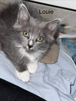 Rescue Domestic Long Hair and Maine Coon Cats for Adoption in Fresno, California - Louie Michelle | PetCurious