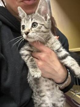 Domestic Short Hair Cats Available for Adoption in West Chester, Pennsylvania - Pluto | PetCurious