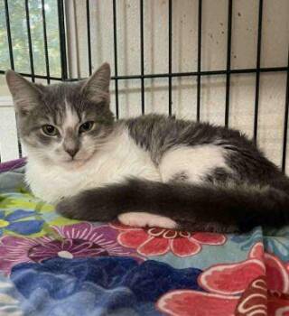 Rescue American Shorthair Cats for Adoption in Philippi, West Virginia - Meredith | PetCurious