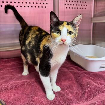 Phoebe -  Domestic Short Hair Cat for Adoption in Hannibal, Missouri - Phoebe | PetCurious