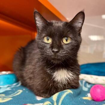 Domestic Short Hair Cats Available for Adoption - Tamale | PetCurious