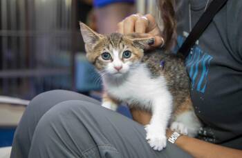 Camellia -  Calico Cat for Adoption in New York, New York - Camellia | PetCurious