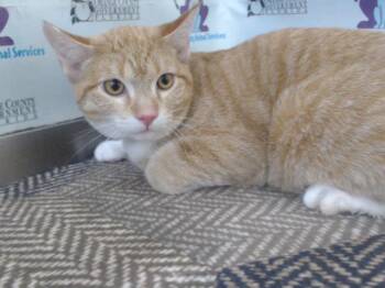 Domestic Short Hair Cats Available for Adoption in Orlando, Florida - KNIVES | PetCurious