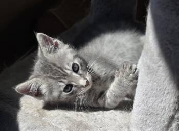 Daisy -  Domestic Short Hair Cat for Adoption in Lenoir City, Tennessee - Daisy | PetCurious