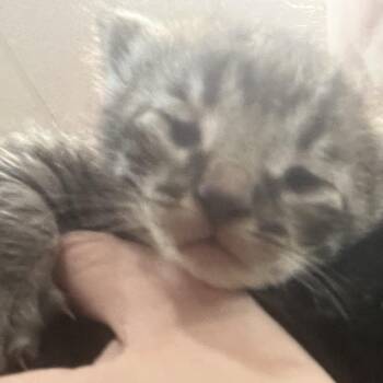 Burrito -  Domestic Short Hair Cat for Adoption in Richmond Hill, Georgia - Burrito | PetCurious