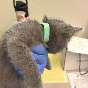 Mint Blue Collar -  Domestic Short Hair Cat for Adoption in Los Angeles, California - Mint Blue Collar | PetCurious