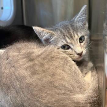 Surf -  Domestic Short Hair Cat for Adoption in Cumming, Georgia - Surf | PetCurious
