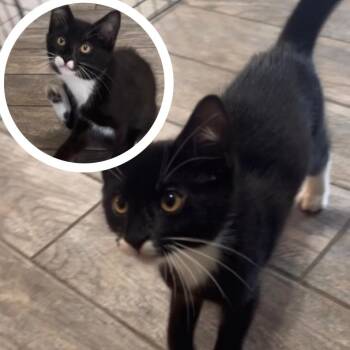 Mr. Wrinkle -  Domestic Short Hair Cat for Adoption in Tulsa, Oklahoma - Mr. Wrinkle | PetCurious
