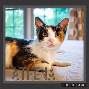 Rescue Torbie Cats for Adoption in Jeffersontown, Kentucky - Momma Athena | PetCurious