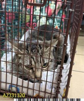 Domestic Short Hair Cats Available for Adoption in West Palm Beach, Florida - NALA | PetCurious