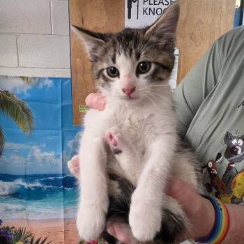 Domestic Medium Hair Cats Available for Adoption in Eureka Springs, Arkansas - Shinx | PetCurious