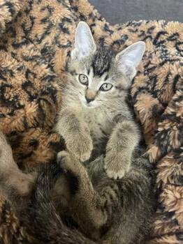 Rescue Domestic Short Hair Cats for Adoption in Toledo, Ohio - JJ | PetCurious