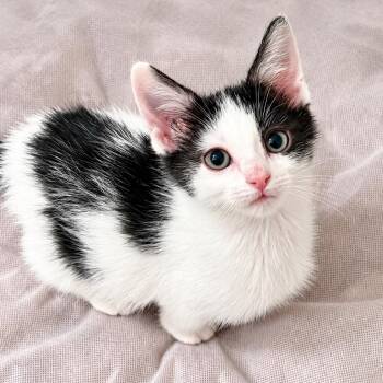 MacGyver -  Domestic Short Hair Cat for Adoption in Houston, Texas - MacGyver | PetCurious