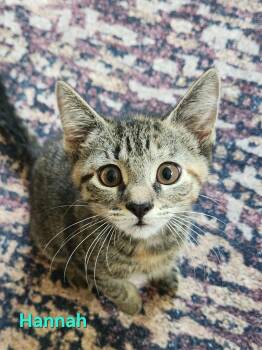 Hannah -  Domestic Short Hair Cat for Adoption in Warrington, Pennsylvania - Hannah | PetCurious