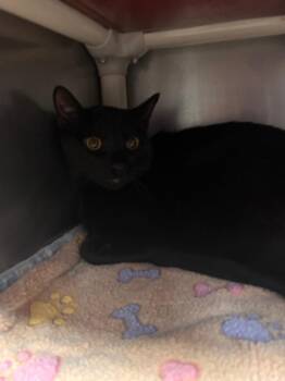 Domestic Short Hair Cats Available for Adoption in New Cumberland, West Virginia - Merlin | PetCurious