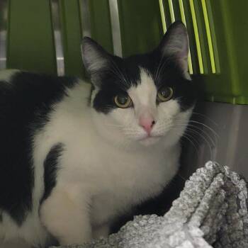 Domestic Short Hair Cats Available for Adoption in Salt Lake City, Utah - Mosaic | PetCurious