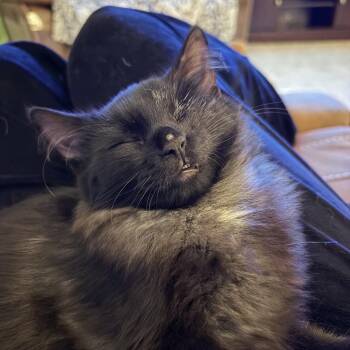 Rescue Domestic Long Hair Cats for Adoption in Blaine, Minnesota - Laney | PetCurious