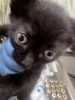 Domestic Short Hair Cats Available for Adoption in Las Vegas, Nevada - SHELDON | PetCurious