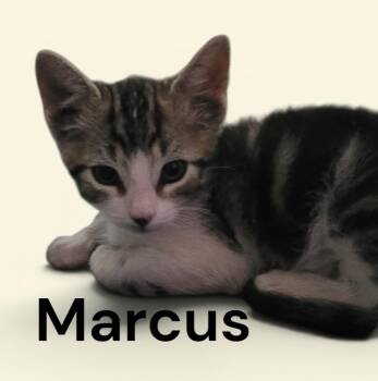 Marcus -  Tabby Cat for Adoption in Weems, Virginia - Marcus | PetCurious