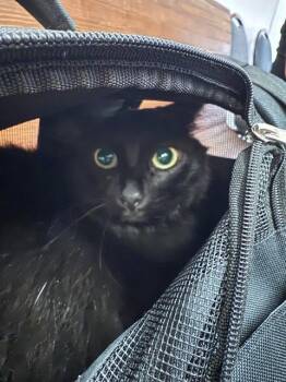 URSA -  Domestic Long Hair Cat for Adoption in Fort Walton Beach, Florida - URSA | PetCurious