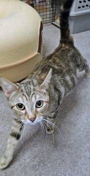 Amelia -  Domestic Short Hair Cat for Adoption in Fishers, Indiana - Amelia | PetCurious