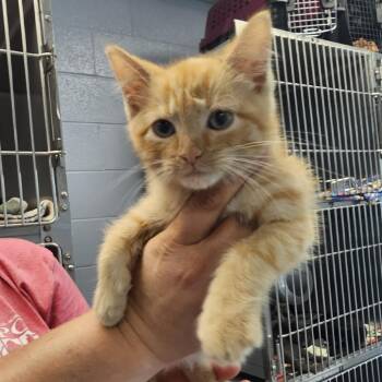 Sweetroll -  Domestic Short Hair Cat for Adoption in Martinsville, Virginia - Sweetroll | PetCurious