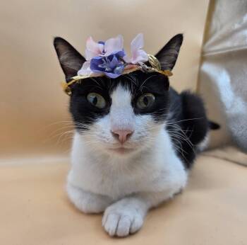 Domestic Short Hair Cats Available for Adoption in Magnolia Springs, Alabama - Tess | PetCurious