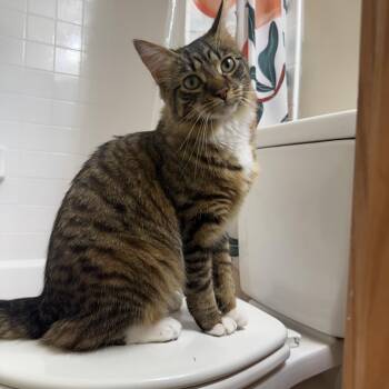 Zuki (AKA Zucchini) -  Domestic Medium Hair Cat for Adoption in Fredericksburg, Virginia - Zuki (AKA Zucchini) | PetCurious