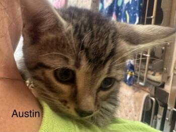 Domestic Short Hair Cats Available for Adoption in St. George, Utah - Austin | PetCurious