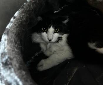 Rescue Domestic Medium Hair and Domestic Short Hair Cats for Adoption in Spartanburg, South Carolina - Checkers | PetCurious
