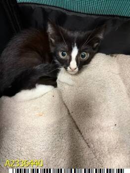 HUEY -  Domestic Short Hair Cat for Adoption in West Palm Beach, Florida - HUEY | PetCurious