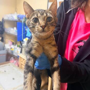 Nellie -  Domestic Short Hair Cat for Adoption in Starkville, Mississippi - Nellie | PetCurious