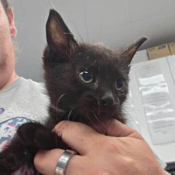 Andy Griffith -  Domestic Short Hair Cat for Adoption in Martinsville, Virginia - Andy Griffith | PetCurious