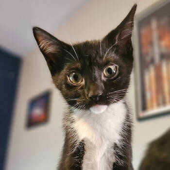 Rescue Domestic Short Hair Cats for Adoption in Abingdon, Maryland - 1125-02 Ashley | PetCurious