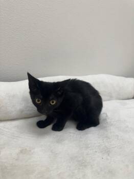 Alder -  Domestic Short Hair Cat for Adoption in Newberg, Oregon - Alder | PetCurious