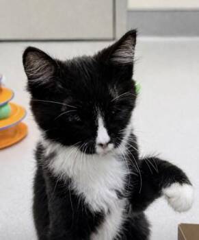 Domestic Medium Hair and Domestic Short Hair Cats Available for Adoption in Roseville, California - Blinky | PetCurious