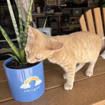 Honey -  Domestic Short Hair Cat for Adoption in League City, Texas - Honey | PetCurious