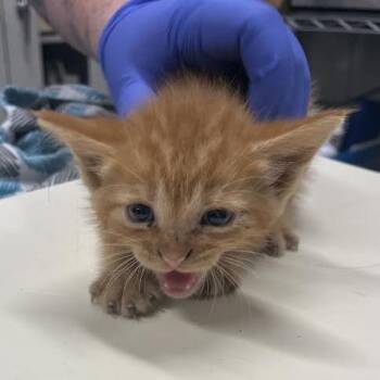 Xenon -  Domestic Short Hair Cat for Adoption in Dearborn, Michigan - Xenon | PetCurious