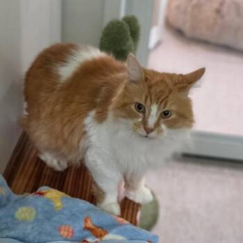 Romeo -  Domestic Long Hair Cat for Adoption in Muncie, Indiana - Romeo | PetCurious