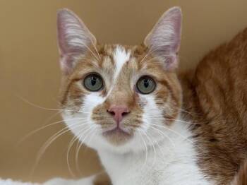 Clem -  Domestic Short Hair Cat for Adoption in Portland, Oregon - Clem | PetCurious