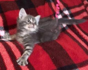 Rescue Domestic Medium Hair Cats for Adoption in Liverpool, Texas - SilverMist | PetCurious