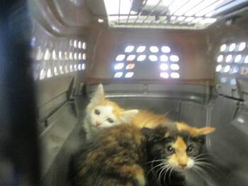 Domestic Short Hair Cats Available for Adoption in Ocala, Florida - A381863 | PetCurious