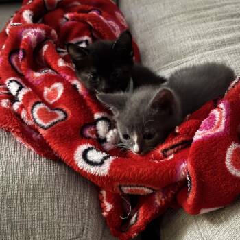 Mal (The Descendants) -  Domestic Short Hair Cat for Adoption in Charlotte, North Carolina - Mal (The Descendants) | PetCurious