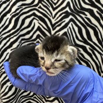 Ovate -  Domestic Short Hair Cat for Adoption in Salt Lake City, Utah - Ovate | PetCurious