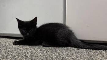 Rescue Domestic Short Hair Cats for Adoption in Philadelphia, Pennsylvania - Lina | PetCurious