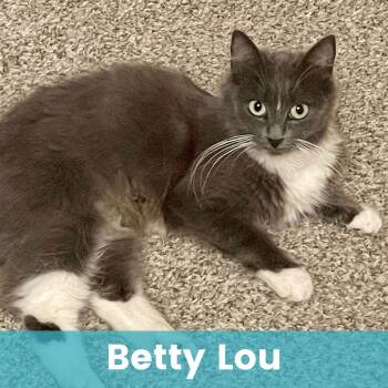 Rescue Domestic Long Hair Cats for Adoption - Betty Lou | PetCurious