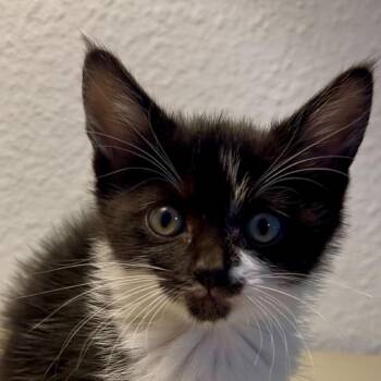 Carla -  Domestic Short Hair Cat for Adoption in Escondido, California - Carla | PetCurious