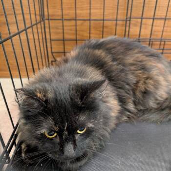 Rescue Domestic Long Hair Cats for Adoption in Las Vegas, Nevada - Clementine | PetCurious