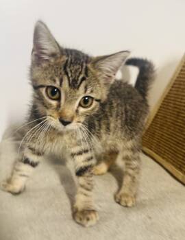 Rescue Domestic Medium Hair Cats for Adoption in Jackson, Georgia - Donatello | PetCurious